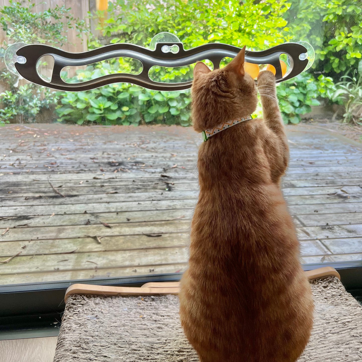 Cat Roll & Track Window Toy