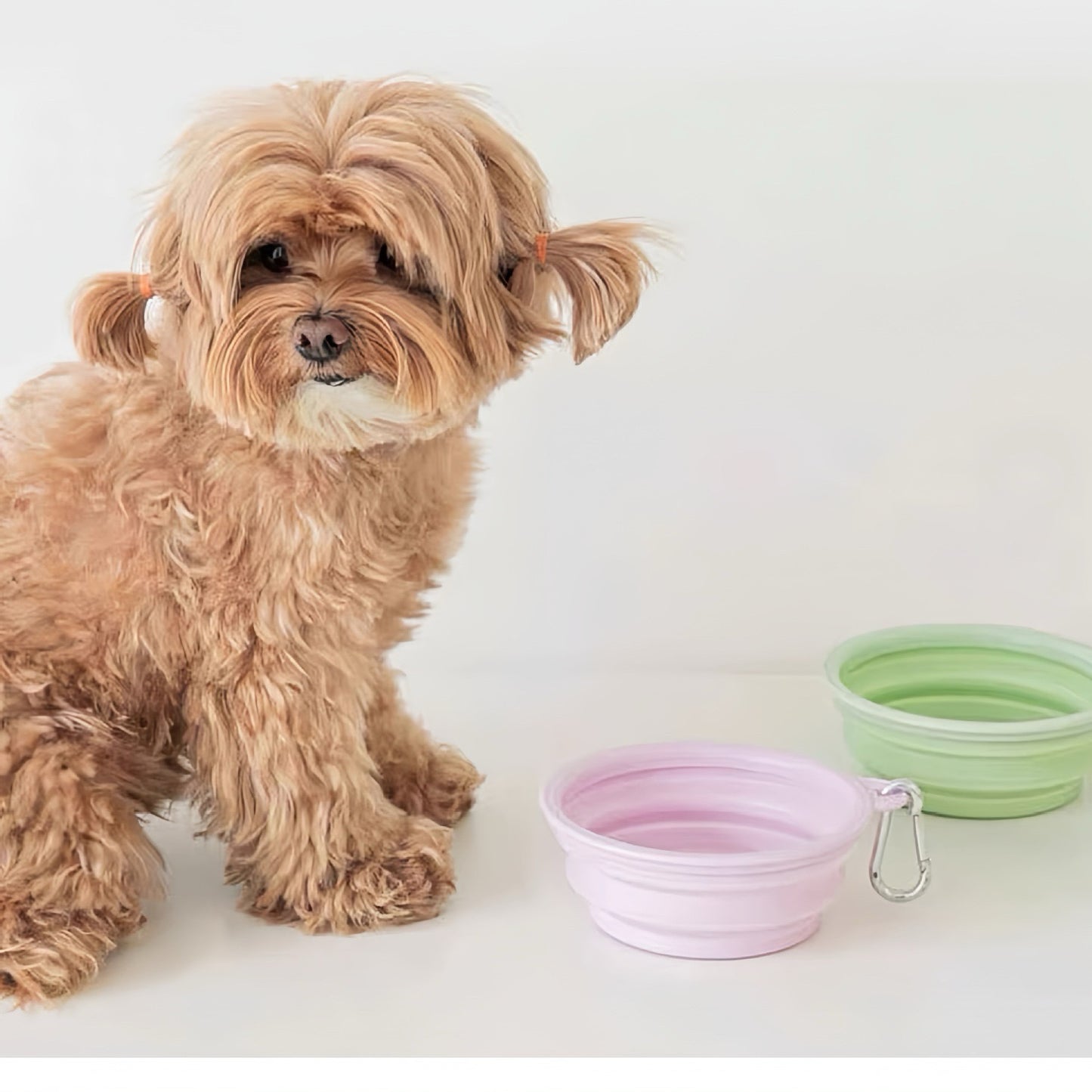 Dog Collapsible Silicone Bowl