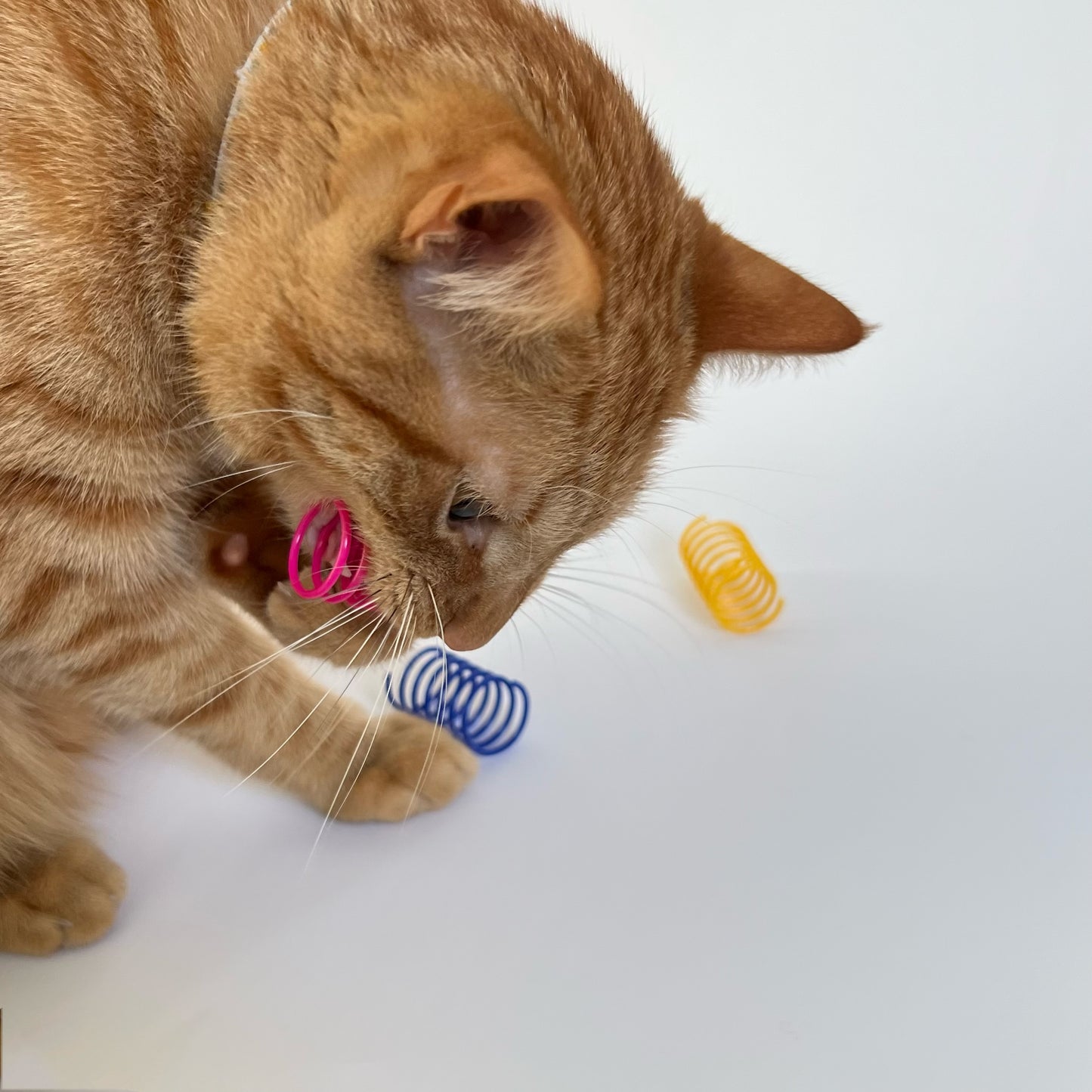 Cat Toy Rainbow Spring Set